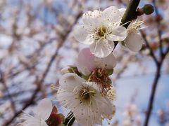 -广州市流溪河国家森林公园