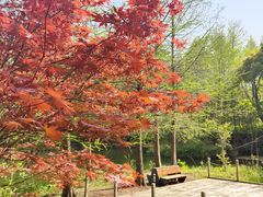-东平国家森林公园