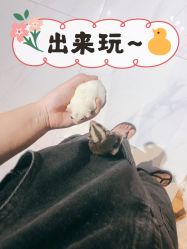 -Moni星球萌宠·小马宝莉·灵蛇·高端高阶全萌宠互动体验俱乐部(红豆国际广场店)