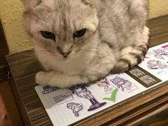 -more than meow吴止猫主题餐厅(承德 中船汇店)