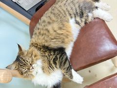 -宠福鑫动物医院(城北分院)