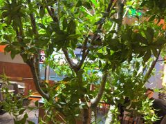 -鼎原力量东北吊炉烧烤(临河街店)