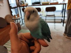 -吉丁鸟咖·异宠·寄养