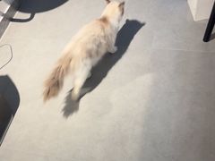 -琪喵猫屋·撸猫猫咖·猫舍