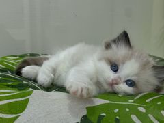 -青奢宠物·青奢猫舍