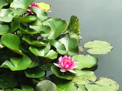 -乌镇望津里精品酒店