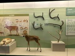 -北京麋鹿生态实验中心