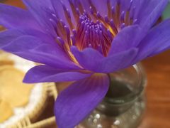 -苏梅花园(群星城店)