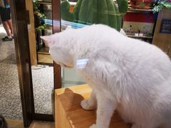 -momokira米努特·德文卷毛猫·棉花面纱犬