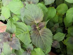 -广州神农草堂中医药博物馆