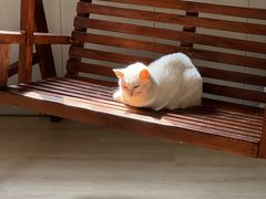 -豆逗聊愈猫阁Easy Life