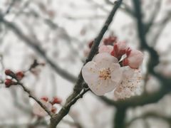 -苏州上方山国家森林公园