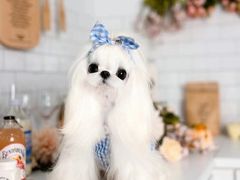 -萌宠之家·腊肠犬·马尔泰·小体犬舍