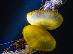 -欢乐海岸海洋奇梦馆