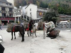 -藏龙百瀑风景区