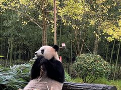 -都江堰中华大熊猫苑