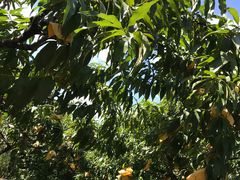 -樂桃源奉贤黄桃种植采摘基地