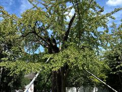 -上海佘山国家森林公园天马山园