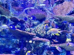 -上海海洋水族馆