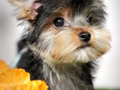 -翊宠yipet猫狗购宠庄园犬舍•猫舍