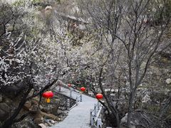 -北京凤凰岭