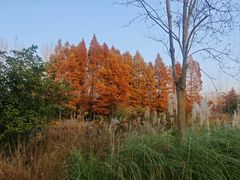 -溱湖国家湿地公园