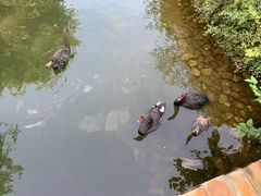 -长白岛森林公园