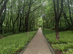 -昆山城市生态森林公园