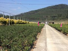 这是灵石山森林公园内一处珍贵树种繁育基地-福清灵石山国家森林公园