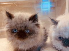 -柚子猫舍·精品猫舍购猫·猫咪认养·购宠·宠物店