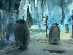 -帝企鹅自助餐厅•儿童岛•真企鹅(长隆企鹅酒店)