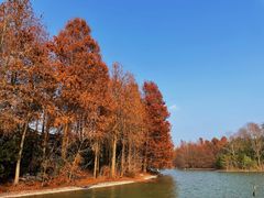 -上海海湾国家森林公园