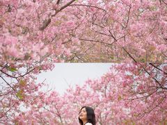-天适樱花悠乐园