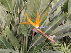 -南宫五洲植物乐园