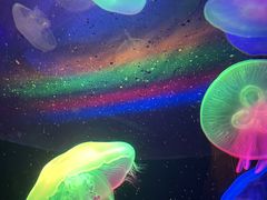 -太平洋海底世界