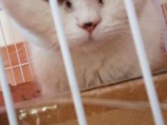 -瑞派动物医院·猫专科·至诚(江南中分院)