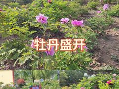 -曹州牡丹园