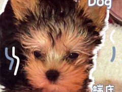 -翊宠yipet猫狗购宠庄园犬舍•猫舍