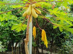 -正佳雨林生态植物园