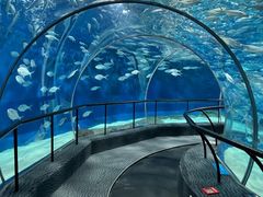 -上海海洋水族馆