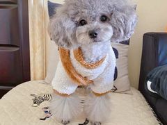 -萌宠之家·腊肠犬·马尔泰·小体犬舍