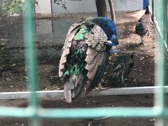 -哈密回王府景区