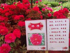 -洛阳市隋唐城遗址植物园