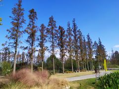 -上海长兴岛郊野公园