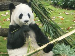 -昆明动物园