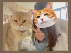 -猫在这儿猫咪咖啡馆·撸猫馆