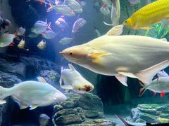 -上海海洋水族馆