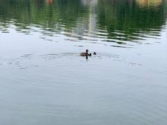 -荔湾湖公园