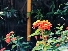 -漫渡庄绿岛花园•隐世庭园菜(滨湖店)