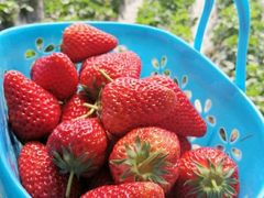 -田趣农庄草莓采摘园